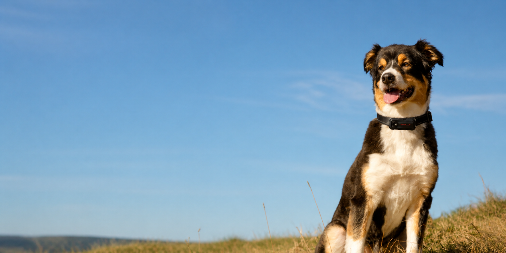 A dog wearing a connected collar outdoors under a clear blue sky.